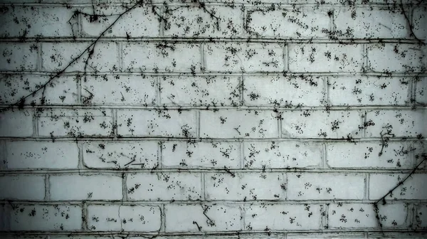 White brick fence with patterns of a dried plant.