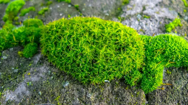 Green moss on the stones close-up