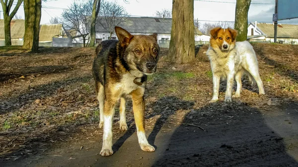 Dwa bezpańskie psy na ulicy.. — Zdjęcie stockowe