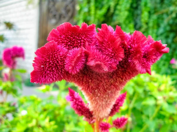 Red flower close-up. Blurred background.