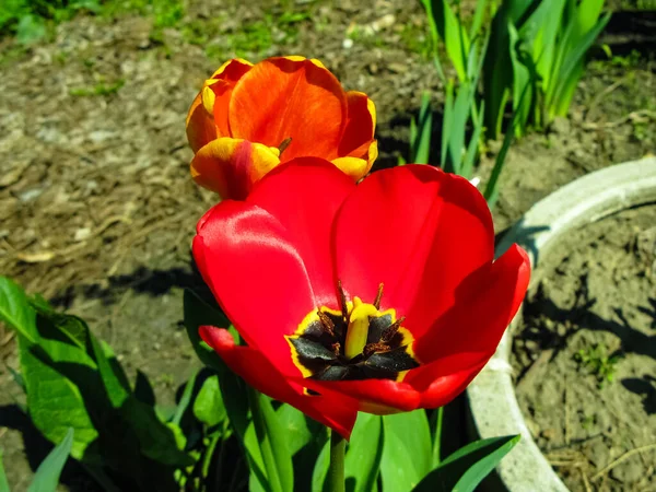 Красный тюльпан в саду крупным планом — стоковое фото