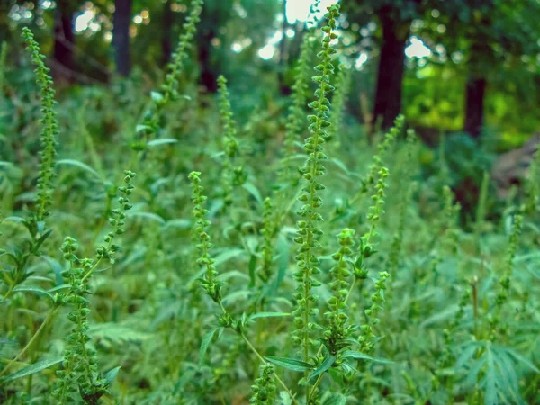 Ragweed çalıları. Ambrosia artemisiifolia alerji sonbaharına neden olur. Bahçede yabani ot, makro manzara. Yakın plan..