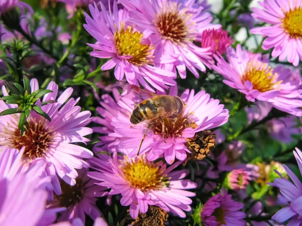 Alpský Aster Včela Aster Alpinus Dekorativní Zahradní Rostlina Fialovými Květy — Stock fotografie