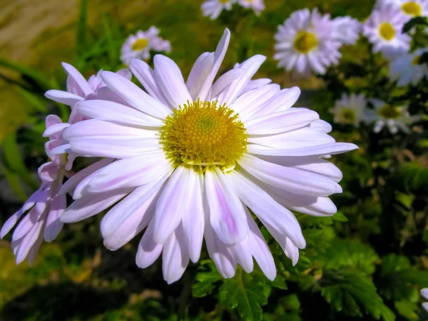 Ανθισμένες Μαργαρίτες Άγρια Λουλούδια Bellis Perennis Λευκά Άνθη Κίτρινο Κέντρο — Φωτογραφία Αρχείου