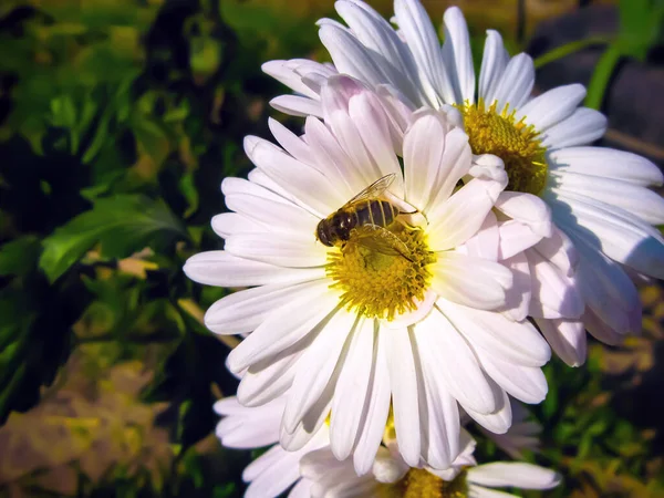 Včela Sbírá Nektar Bílém Kvetoucím Heřmánku Žlutočerné Pruhované Včely Detailním — Stock fotografie