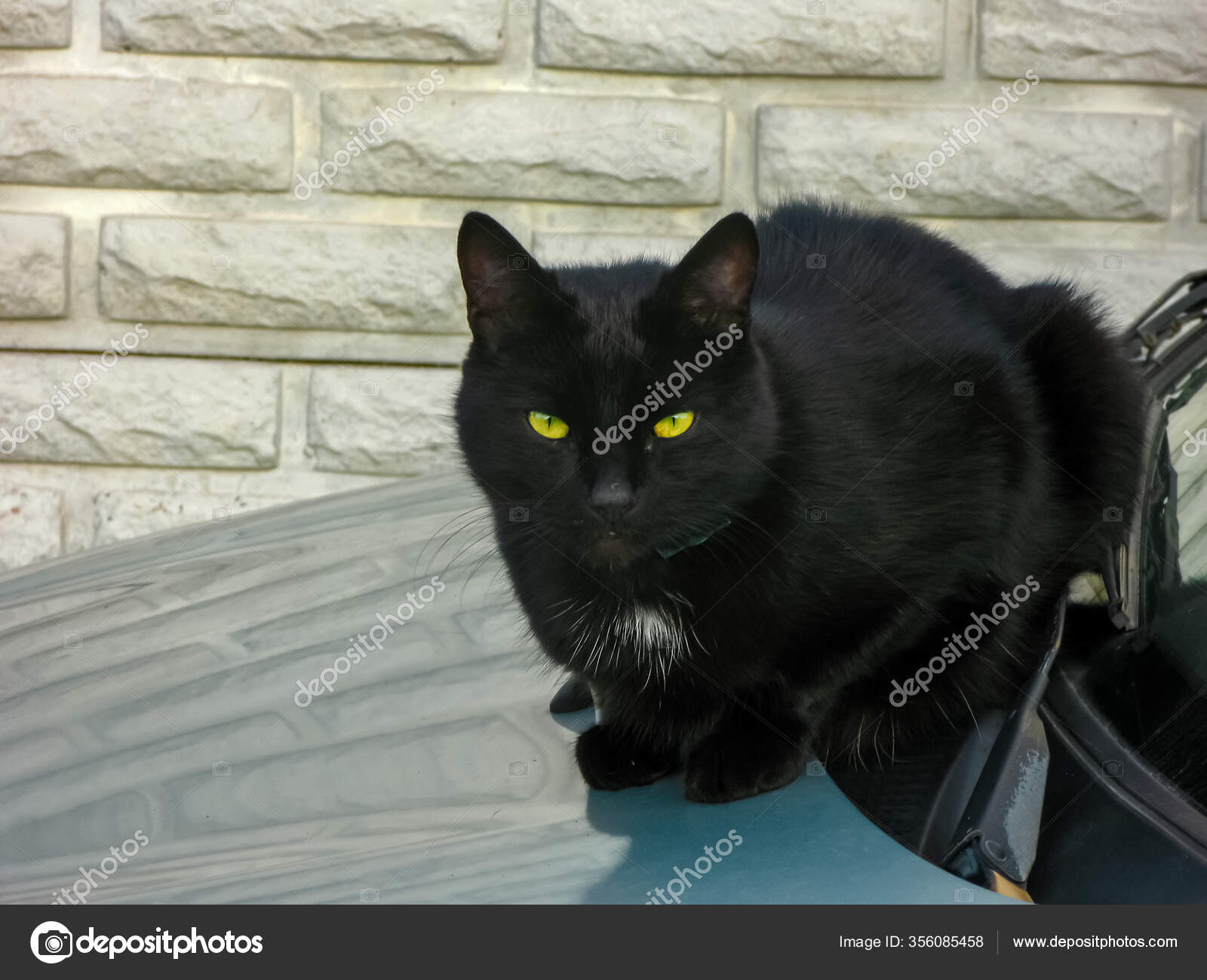 Black Cat Yellow Eyes Sits Hood Car Street Sunny Day Stock Photo Image By C Zubarevlexa83 Gmail Com 356085458