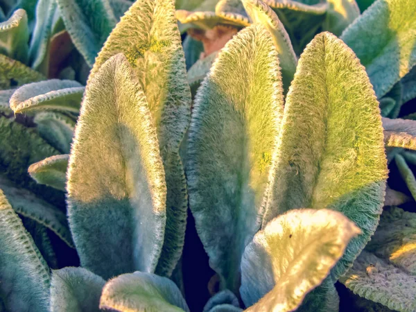 Kuzu kulağı, Türk kuzusu kulağı, Stachys Bizans (Stachys Lamiaceae). Bahçe bitkileri yakın plan. Süslü bir bitkinin kabarık gri yeşil yaprakları ile bahçe. Arkaplan.