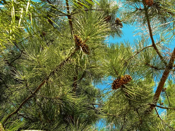 Młode Żółte Szyszki Gałęziach Sosny Tle Błękitnego Nieba Zbliżenie Evergreen — Zdjęcie stockowe