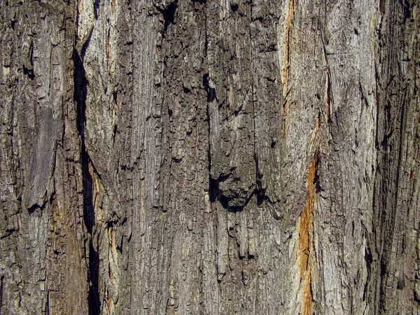 Bakgrund Med Grov Yta Ett Träd Bark Närbild Konsistensen Naturligt — Stockfoto