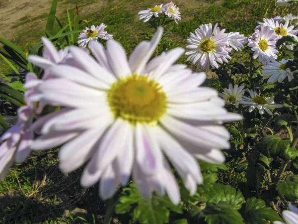 Včela Sbírá Nektar Bílých Kvetoucích Sedmikráskách Žlutočerné Pruhované Včely Květinách — Stock fotografie