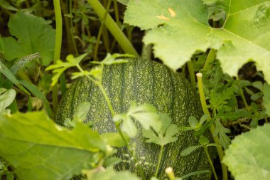 Kabak tarlasında portakal kabağı 