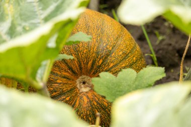 Kabak tarlasında portakal kabağı 