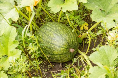 kabak tarlası yeşili 