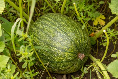 Balkabağı tarlasında yeşil balkabağı 