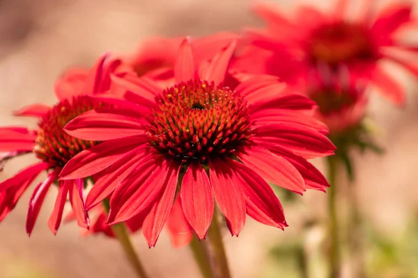 Primer Plano Rojo Coneflower Campo —  Fotos de Stock