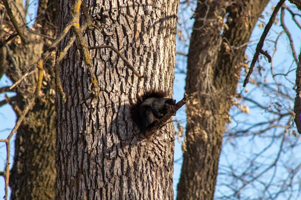 Kara Sincap Ağaçta Bir Dalda Oynuyor — Stok fotoğraf
