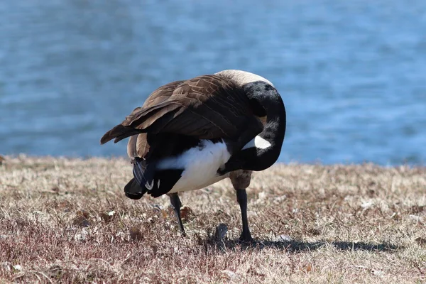 Gänse Hängen See Herum — Stockfoto