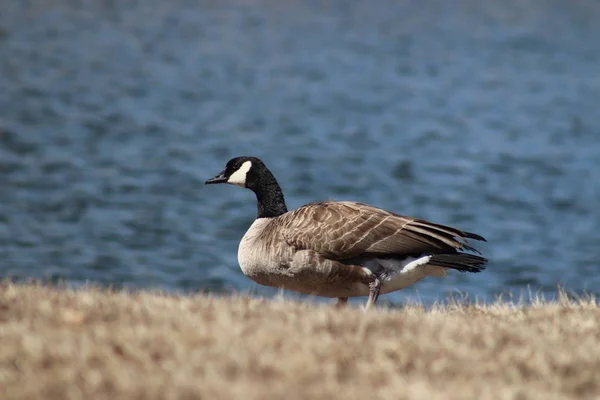 Gansos Brincando Zouka Park Norfolk Nebraska — Fotografia de Stock