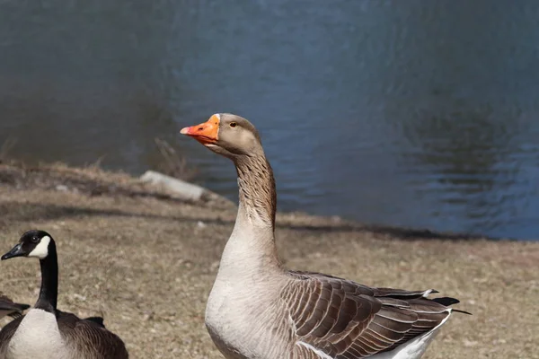 Husy Hrající Parku Zouka Norfolk Nebraska — Stock fotografie