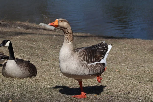 Husy Hrající Parku Zouka Norfolk Nebraska — Stock fotografie