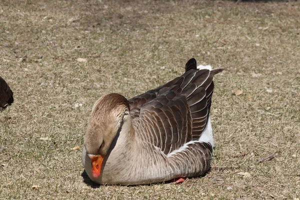 Geese Playing Zouka Park Norfolk Nebraska — стокове фото
