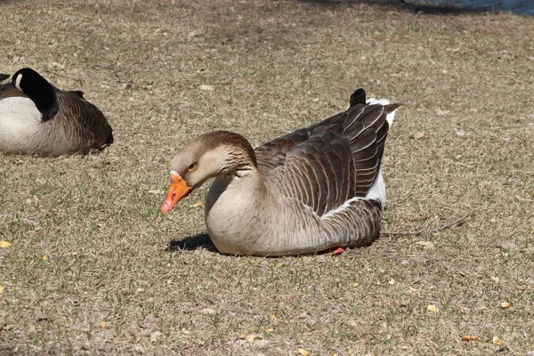 Geese Playing Zouka Park Norfolk Nebraska — стокове фото
