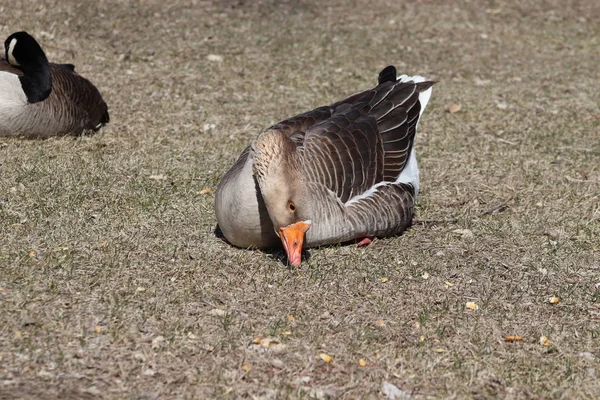 Husy Hrající Parku Zouka Norfolk Nebraska — Stock fotografie