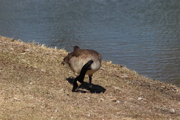 Geese Playing Zouka Park Norfolk Nebraska — Stock Photo, Image