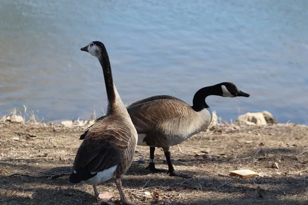 Husy Hrající Parku Zouka Norfolk Nebraska — Stock fotografie