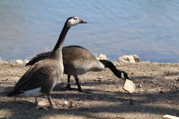 Gansos Brincando Zouka Park Norfolk Nebraska — Fotografia de Stock