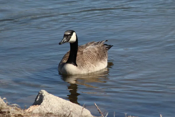 Gäss Spelar Zouka Park Norfolk Nebraska — Stockfoto