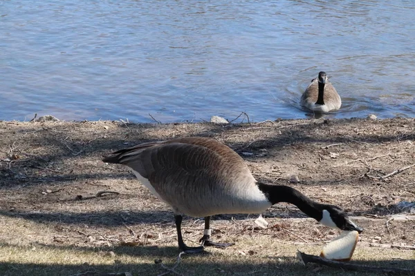 Husy Hrající Parku Zouka Norfolk Nebraska — Stock fotografie