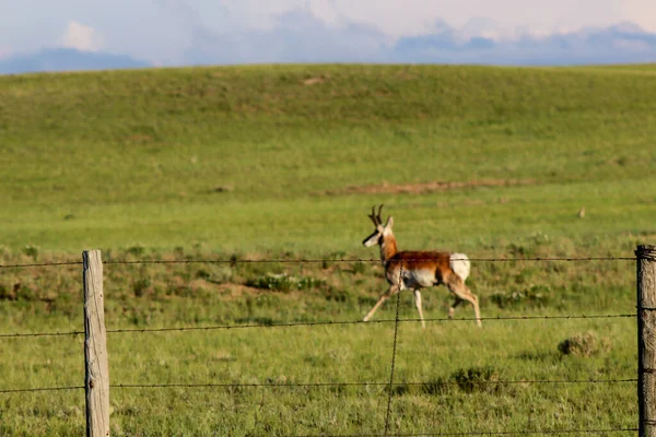 A brown and white antelope standing on top of a lush green field — Stockfoto