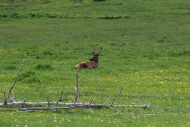 Bir çift geyik yemyeşil bir tarlanın tepesinde duruyor.