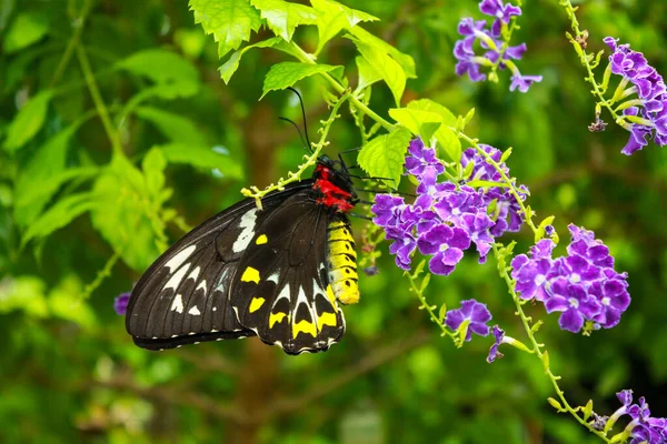 Una mariposa negra y amarilla sobre una flor — Foto de Stock