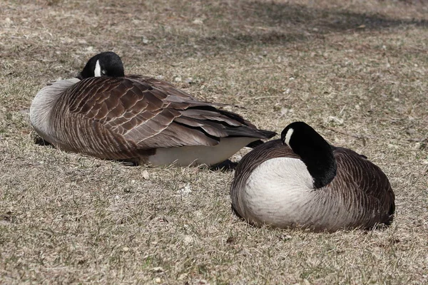 A pair of geese sitting on top of a dry grass field — Stock fotografie