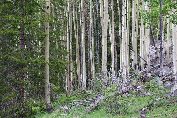 Colorado Aspen Ağacı Yazın bir ormanda 