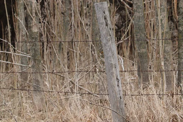 老旧木制篱笆柱子，牧场上有铁丝网的照片 — 图库照片