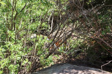 Ormandaki eğilmiş ağaçlar