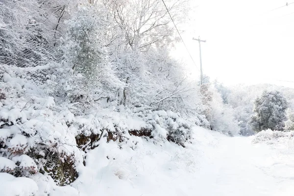 Paysage hivernal avec forêt enneigée — Photo