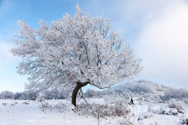 kar kış manzara orman kaplı