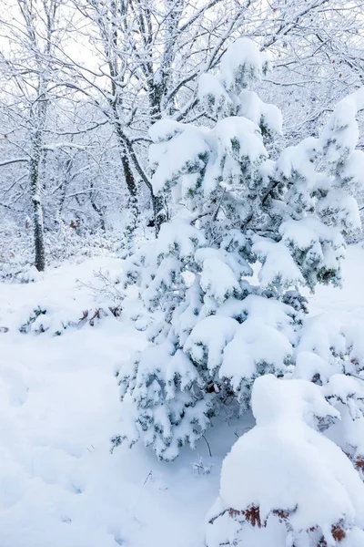 Paesaggio invernale con foresta innevata — Foto Stock