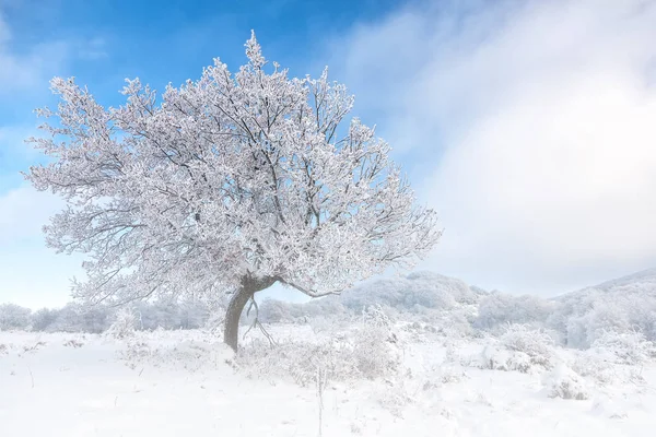 Winter landscape with snow covered forest — Stock Photo, Image