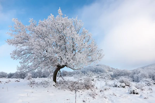 Winter landscape with snow covered forest — Stock Photo, Image