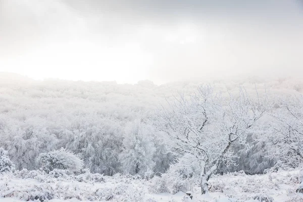 Paisagem de inverno com floresta coberta de neve — Fotografia de Stock