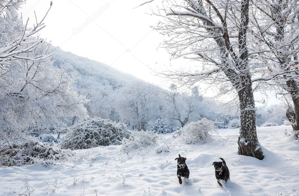 Two dogs run in snowy forest