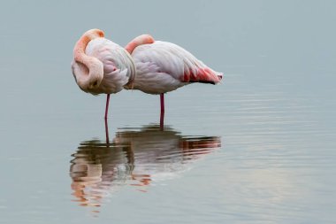 Suda yürüme pembe flamingolar