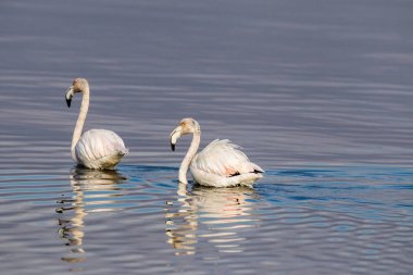 Suda yürüme pembe flamingolar