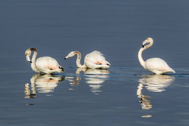 Suda yürüme pembe flamingolar