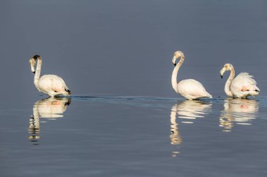 Suda yürüme pembe flamingolar